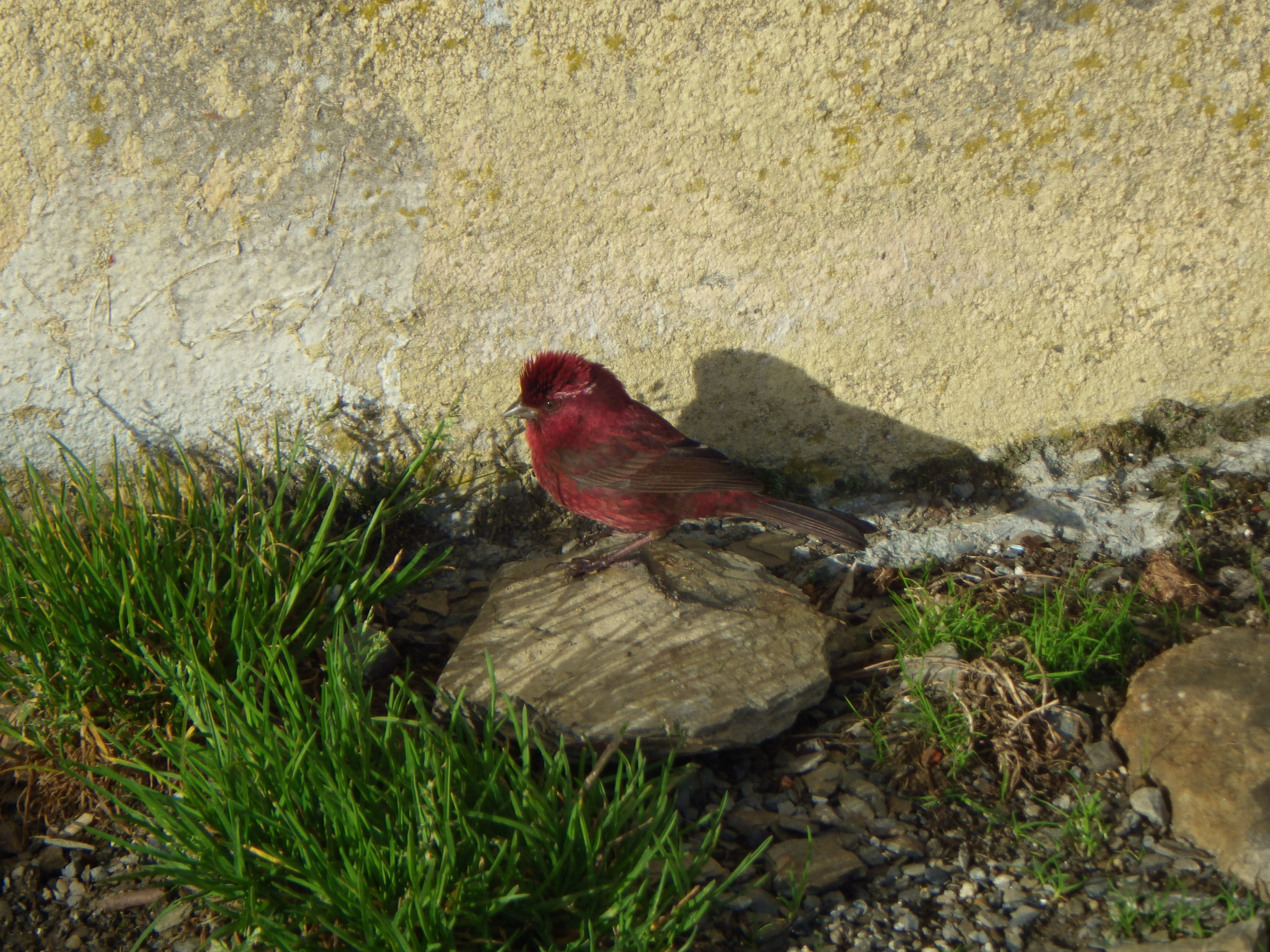 Vinaceous Rosefinch (Carpodacus vinaceus)
