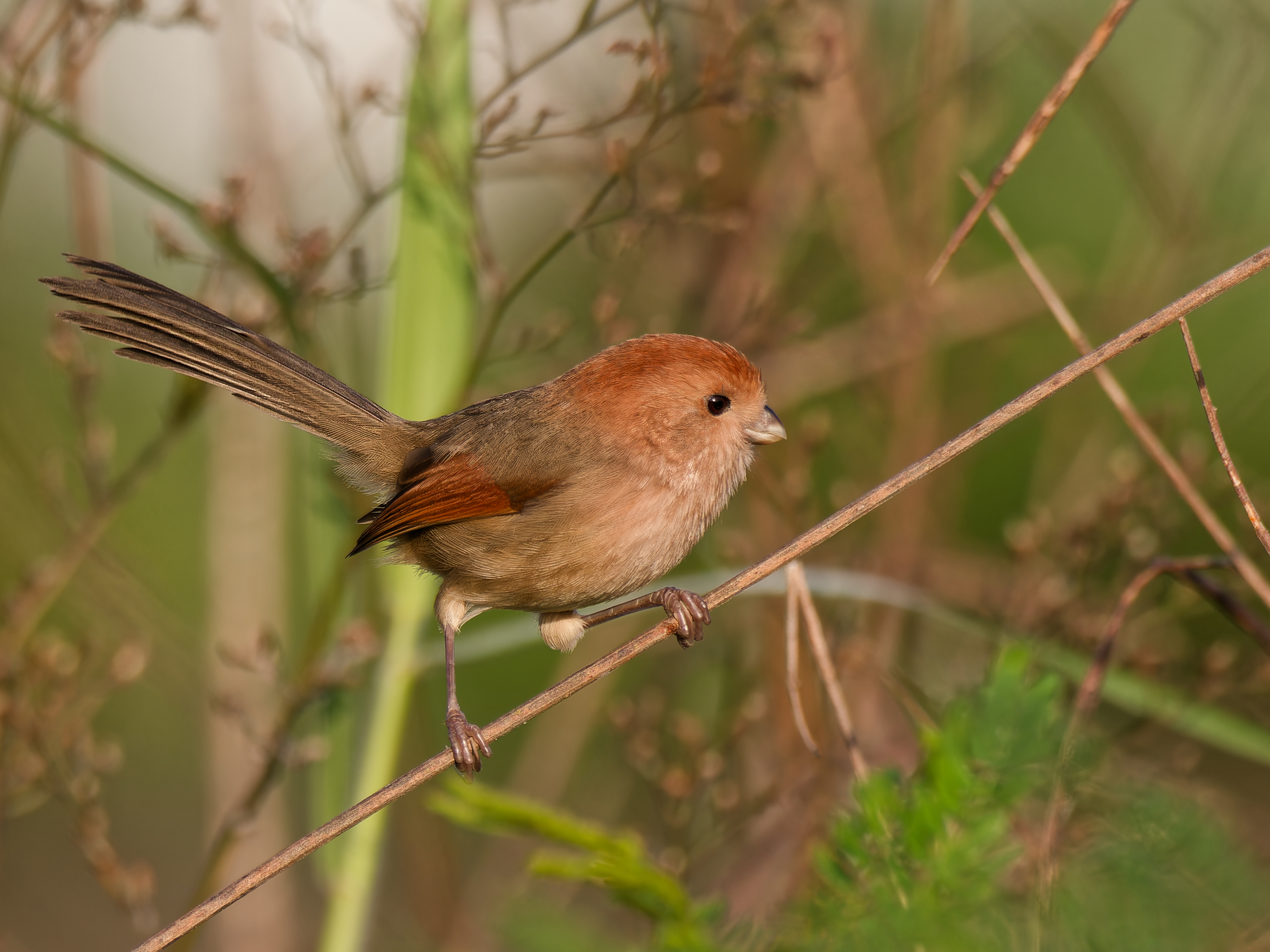 Vinous-throated Parrotbill (Suthora webbiana)