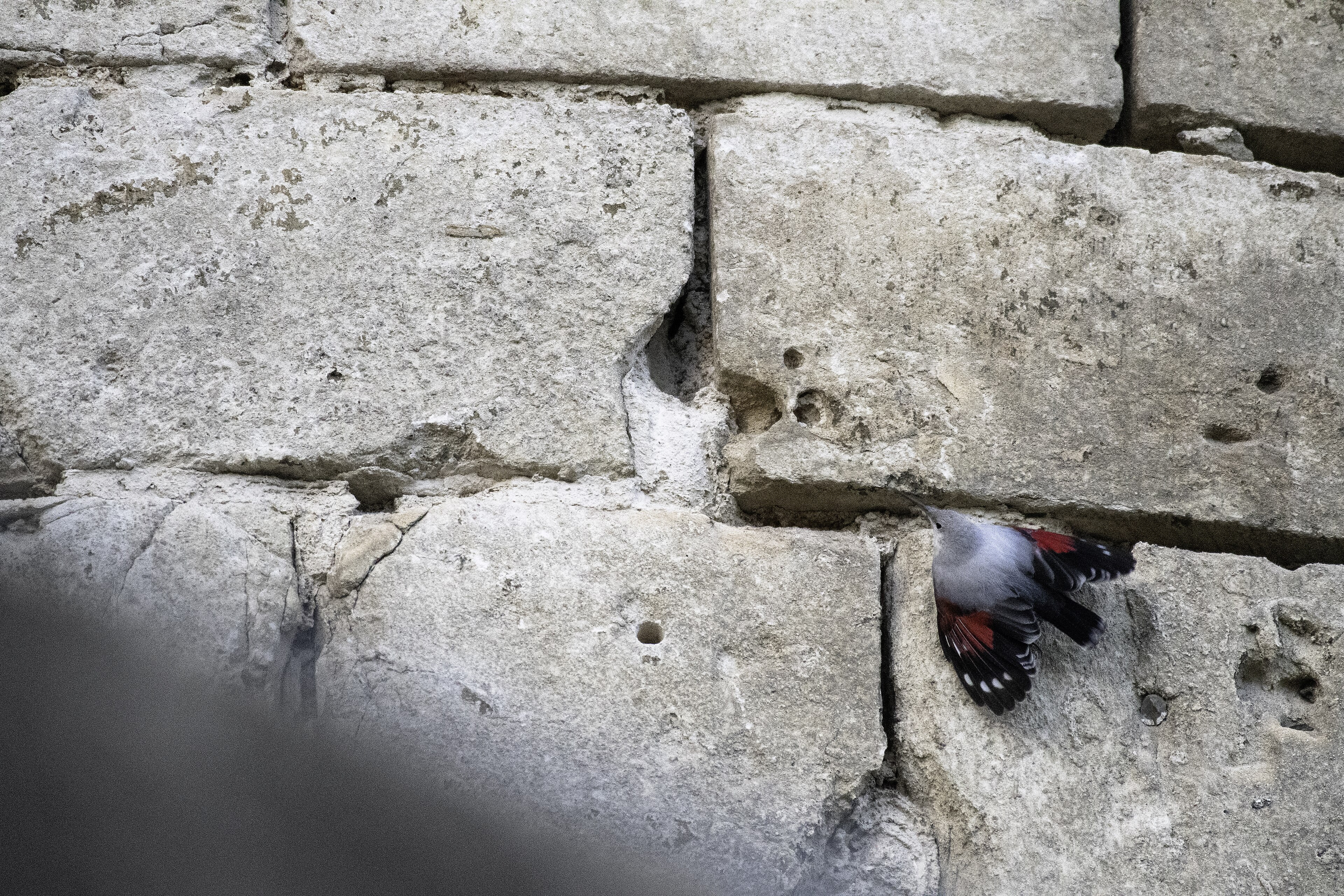 Wallcreeper (Tichodroma muraria)