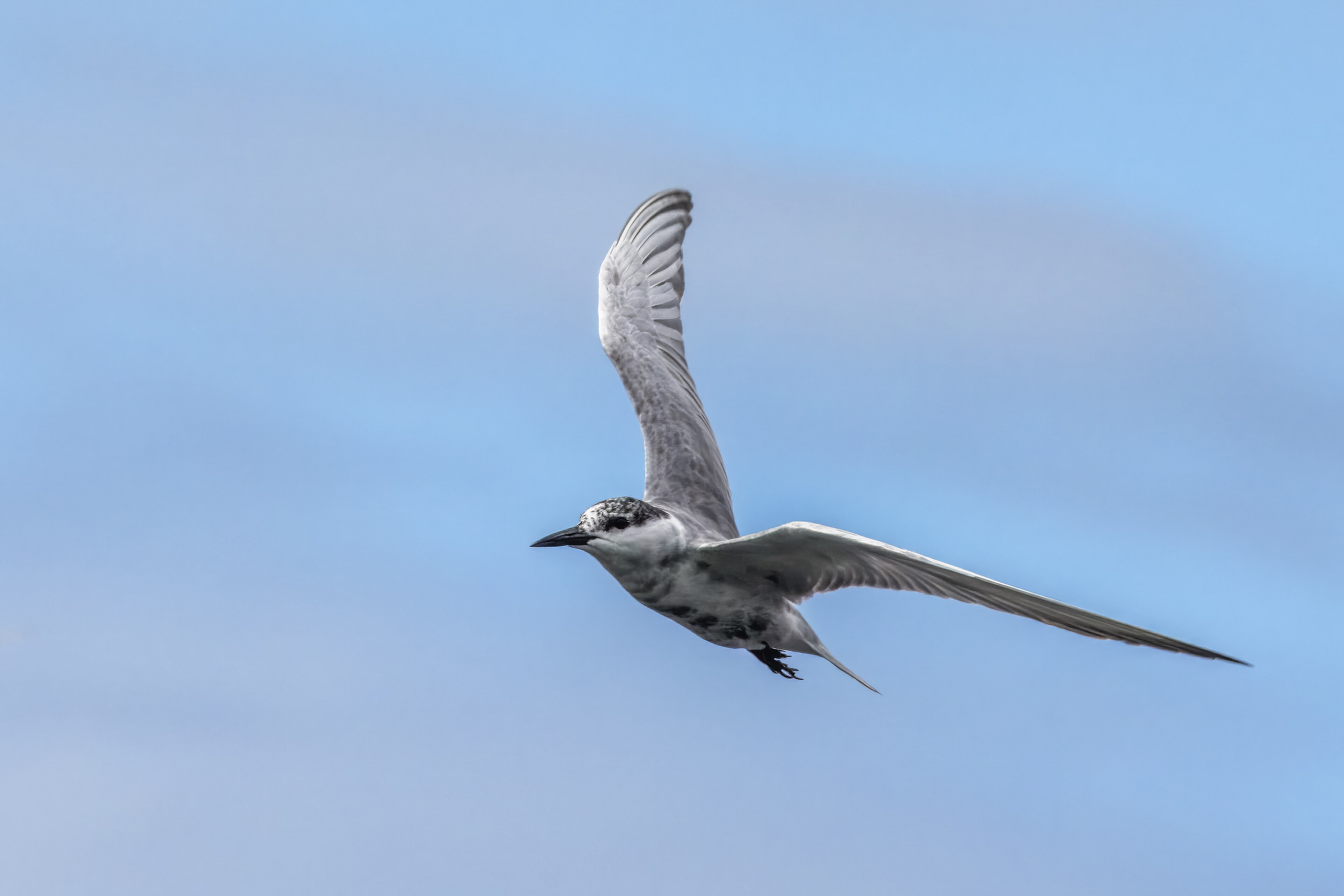 Whiskered Tern (Chlidonias hybrida)