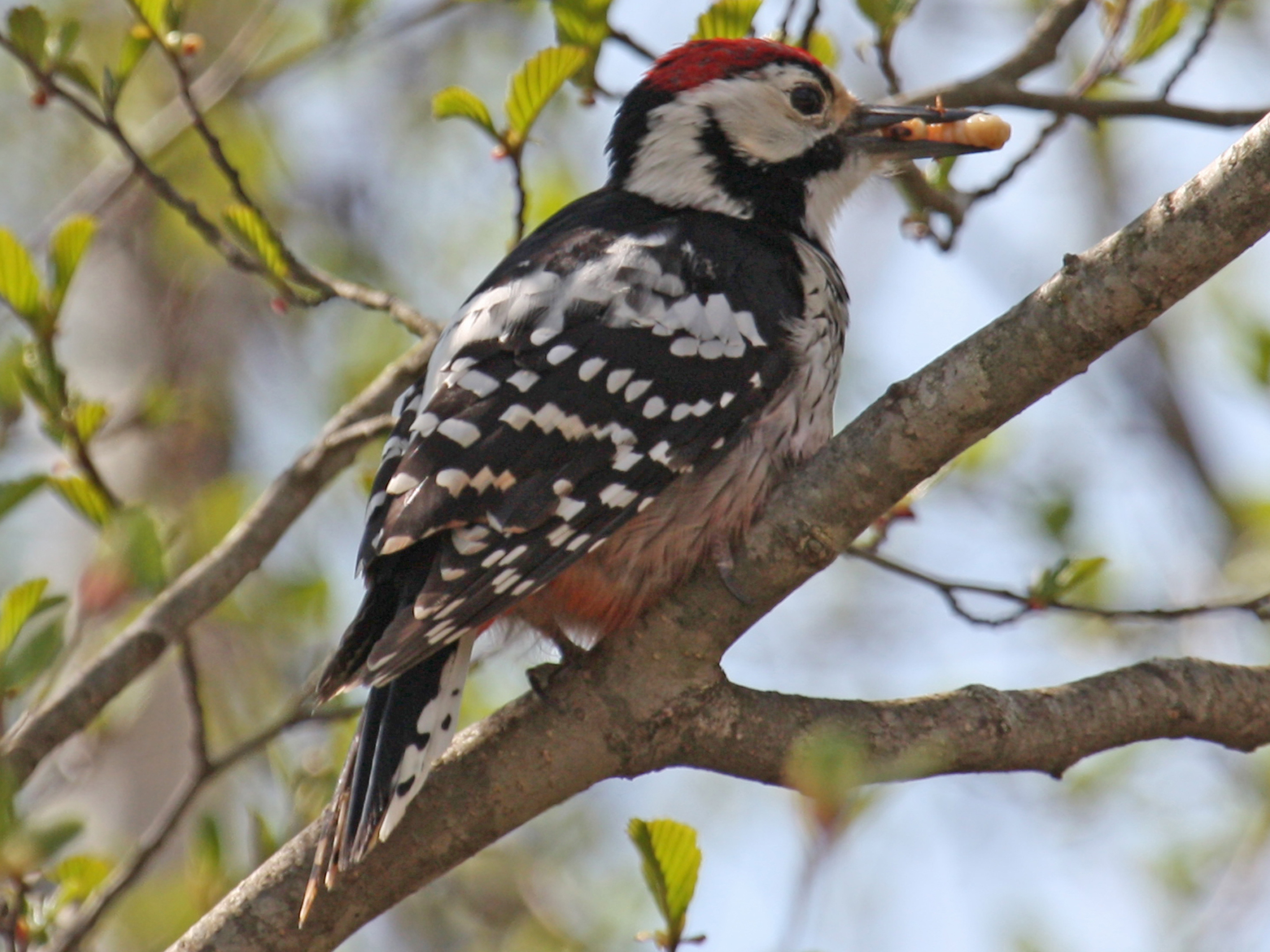 White-backed Woodpecker (Dendrocopos leucotos)