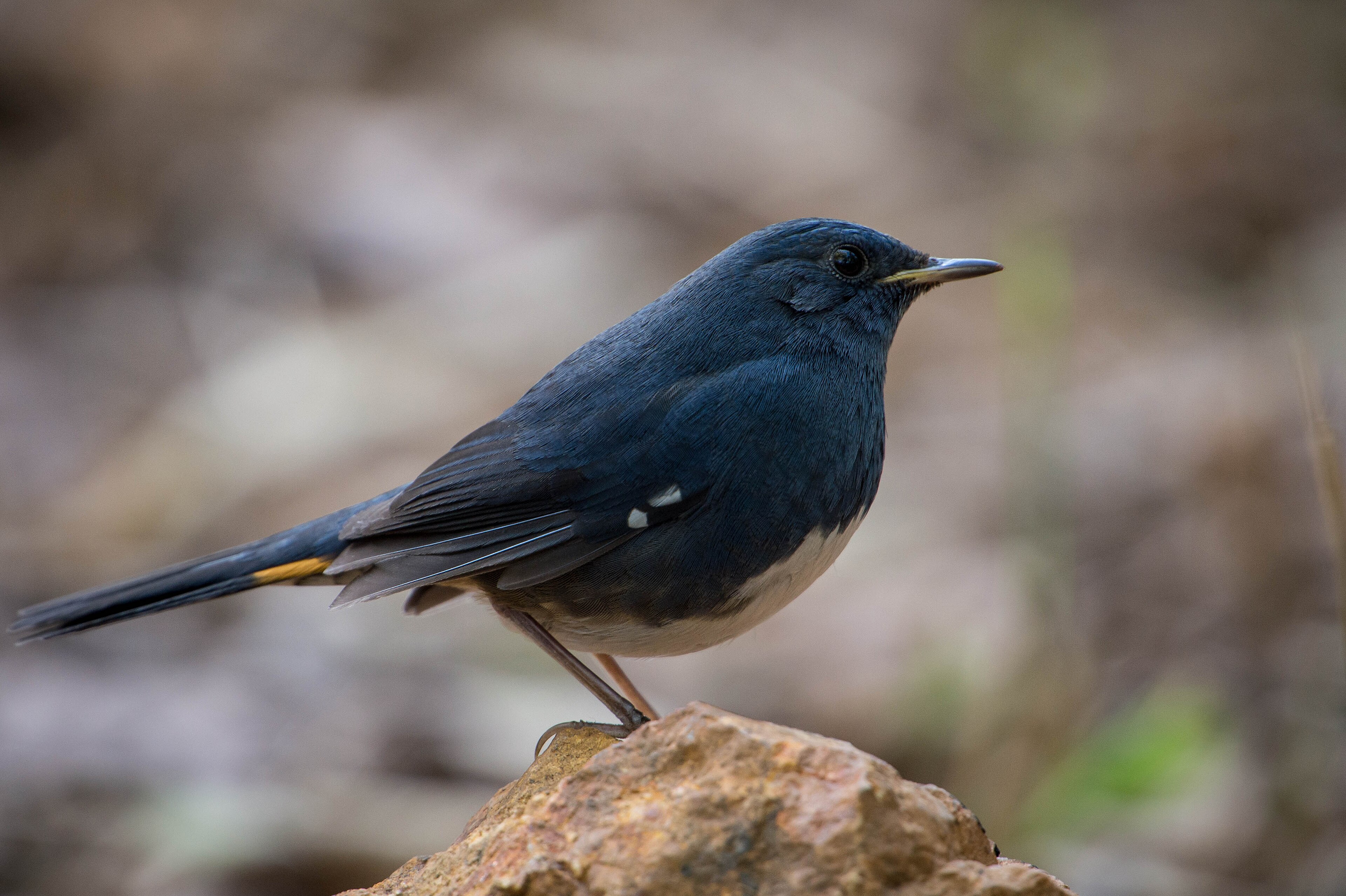 White-bellied Redstart (Hodgsonius phaenicuroides)