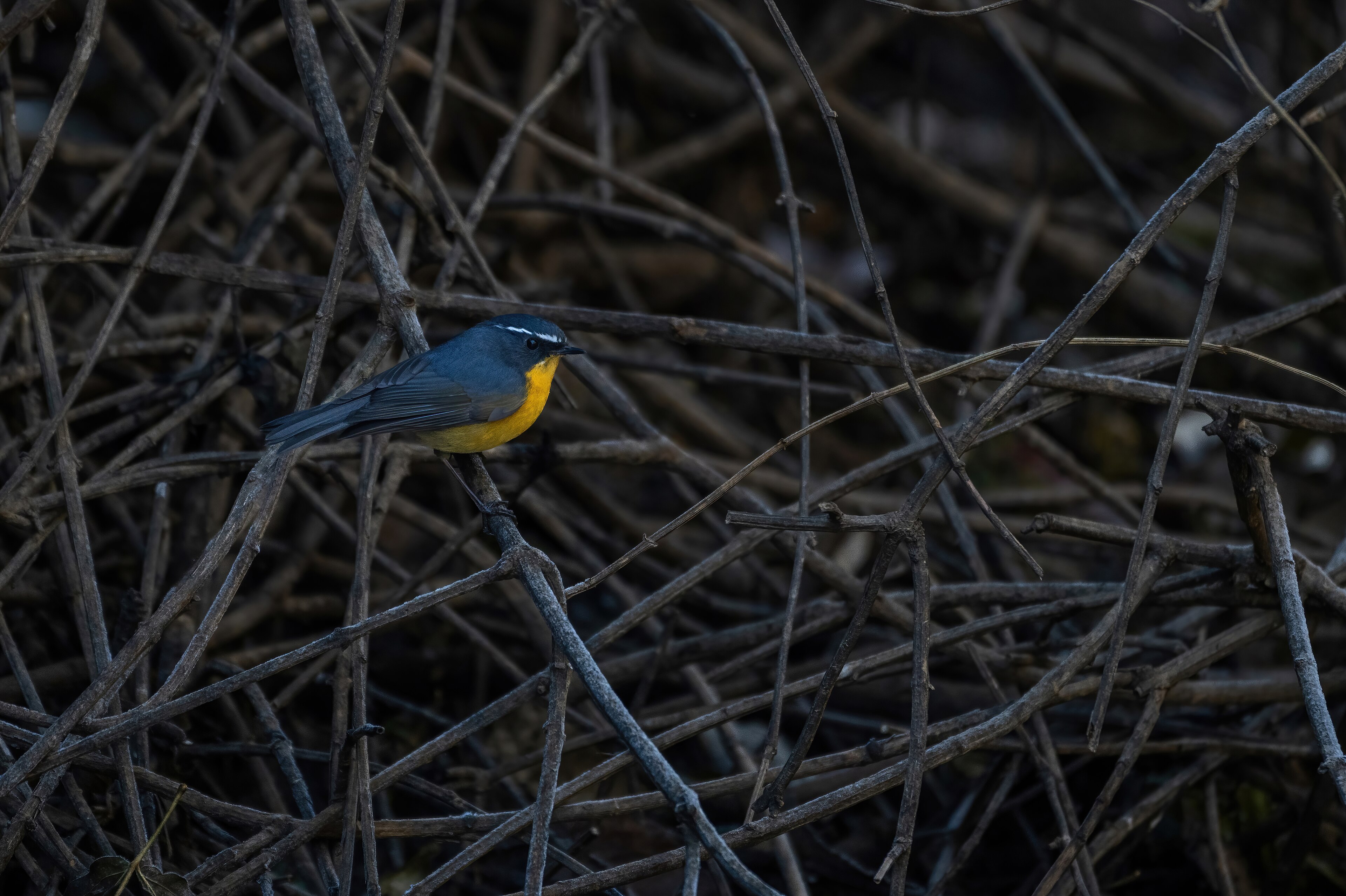 White-browed Bush Robin (Tarsiger indicus)
