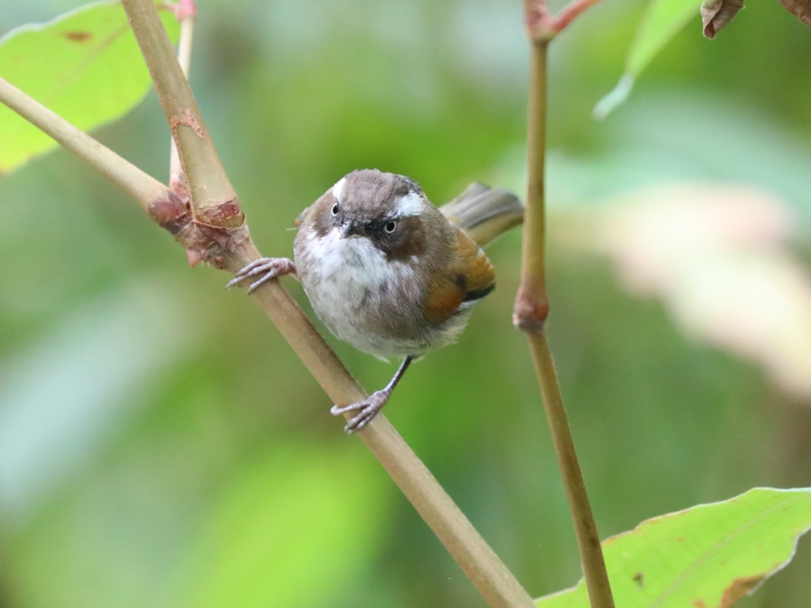 White-browed Fulvetta (Fulvetta vinipectus)