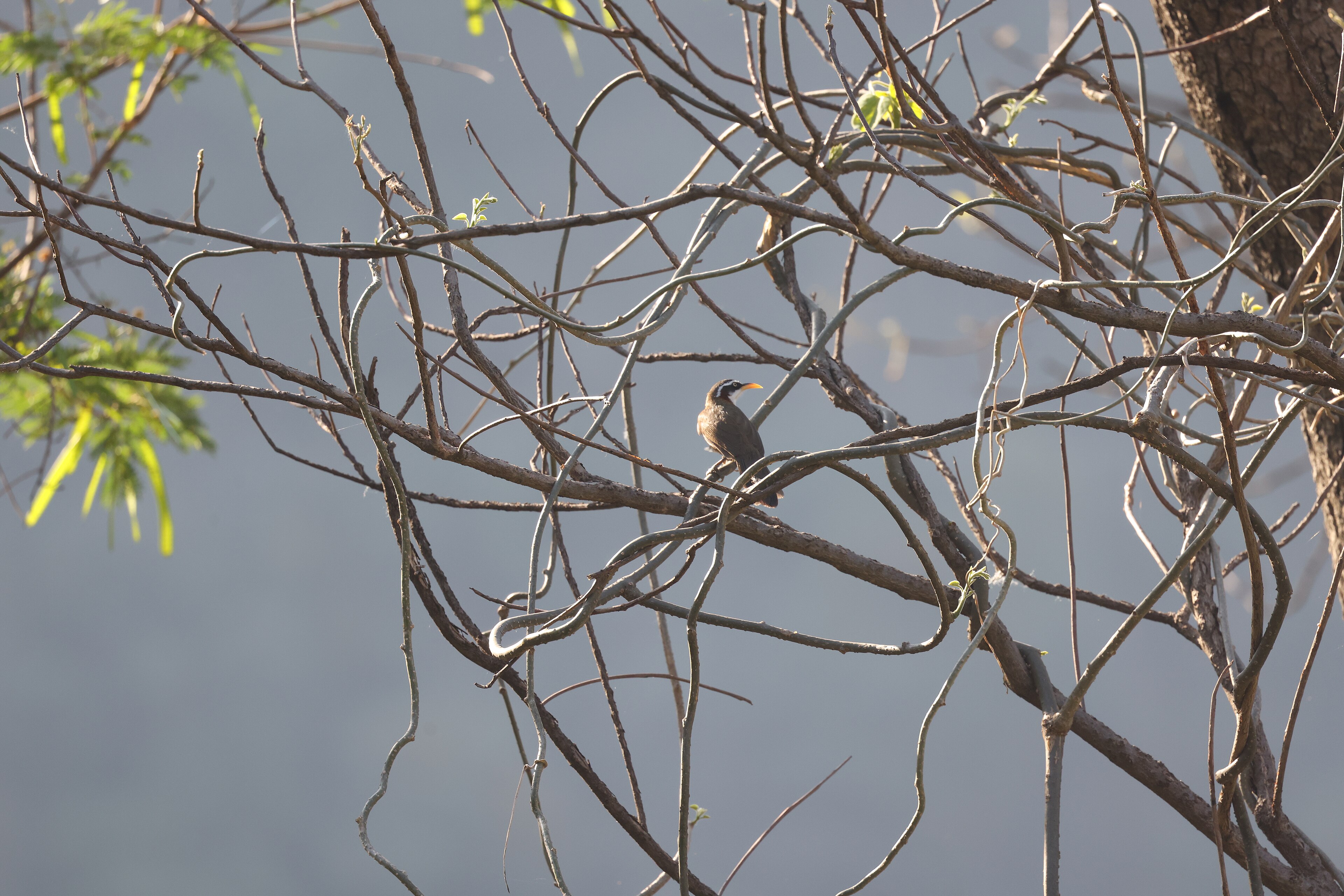 White-browed Scimitar Babbler (Pomatorhinus schisticeps)