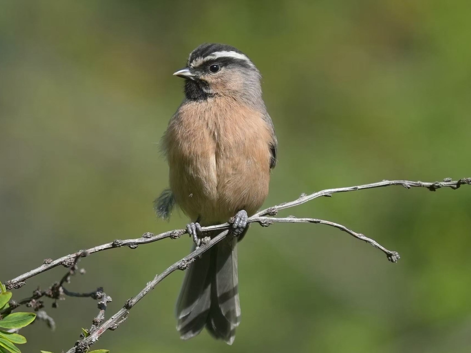 White-browed Tit (Poecile superciliosus)