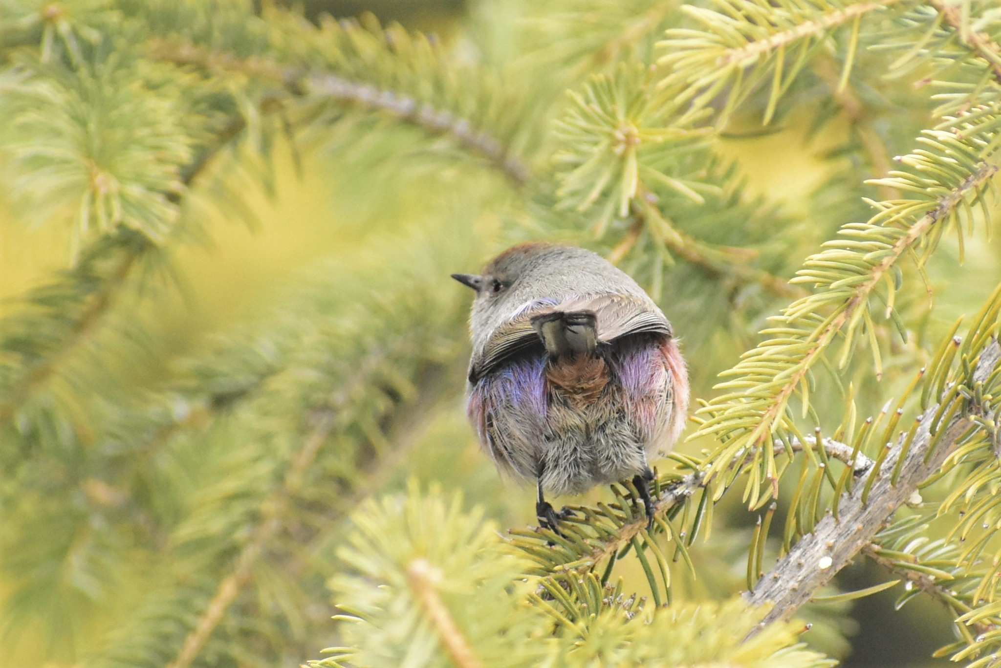 White-browed Tit-warbler (Leptopoecile sophiae)