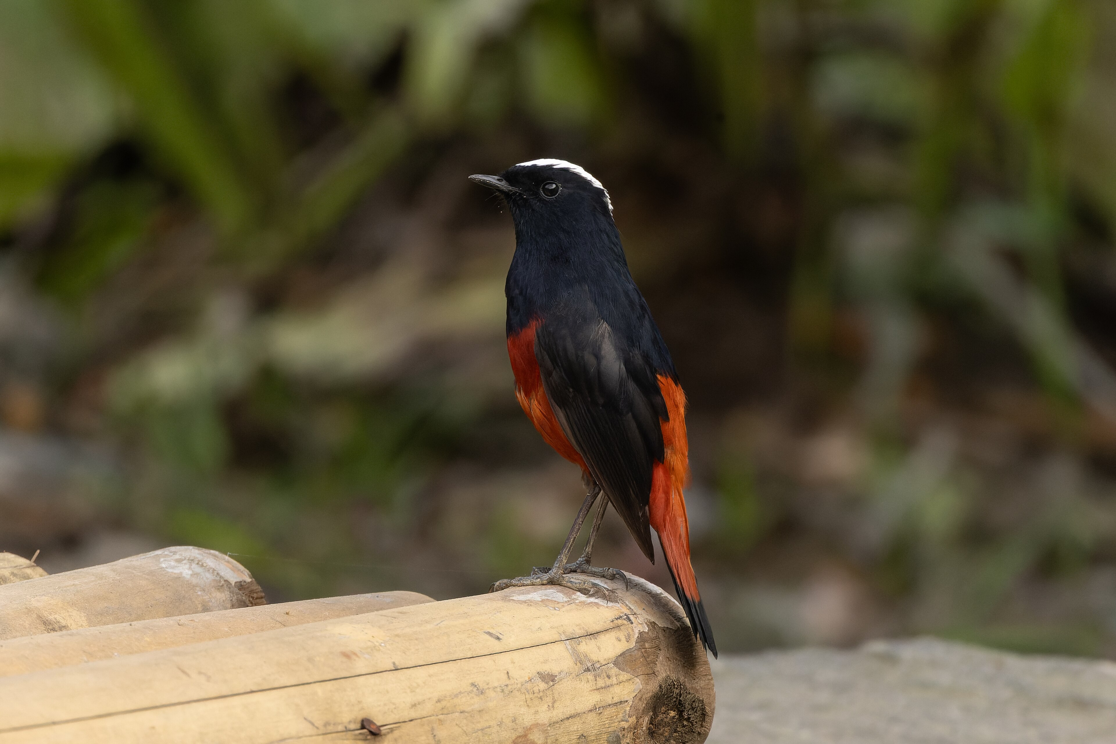 White-capped Redstart (Phoenicurus leucocephalus)