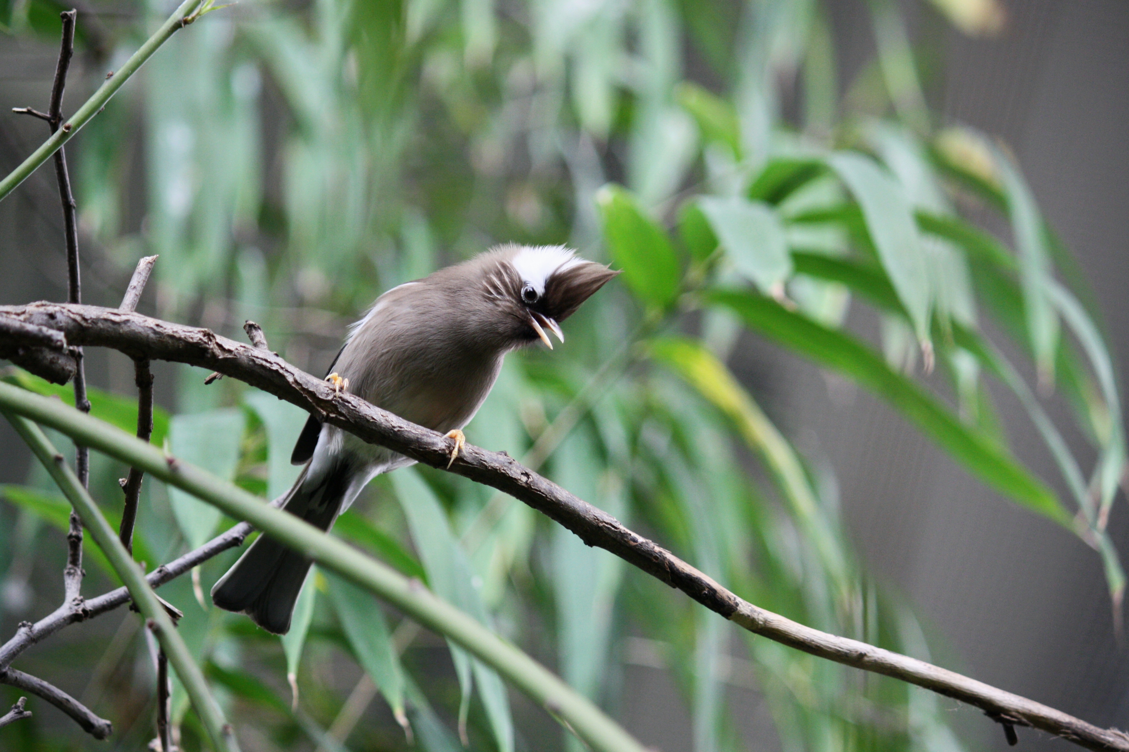White-collared Yuhina (Yuhina diademata)