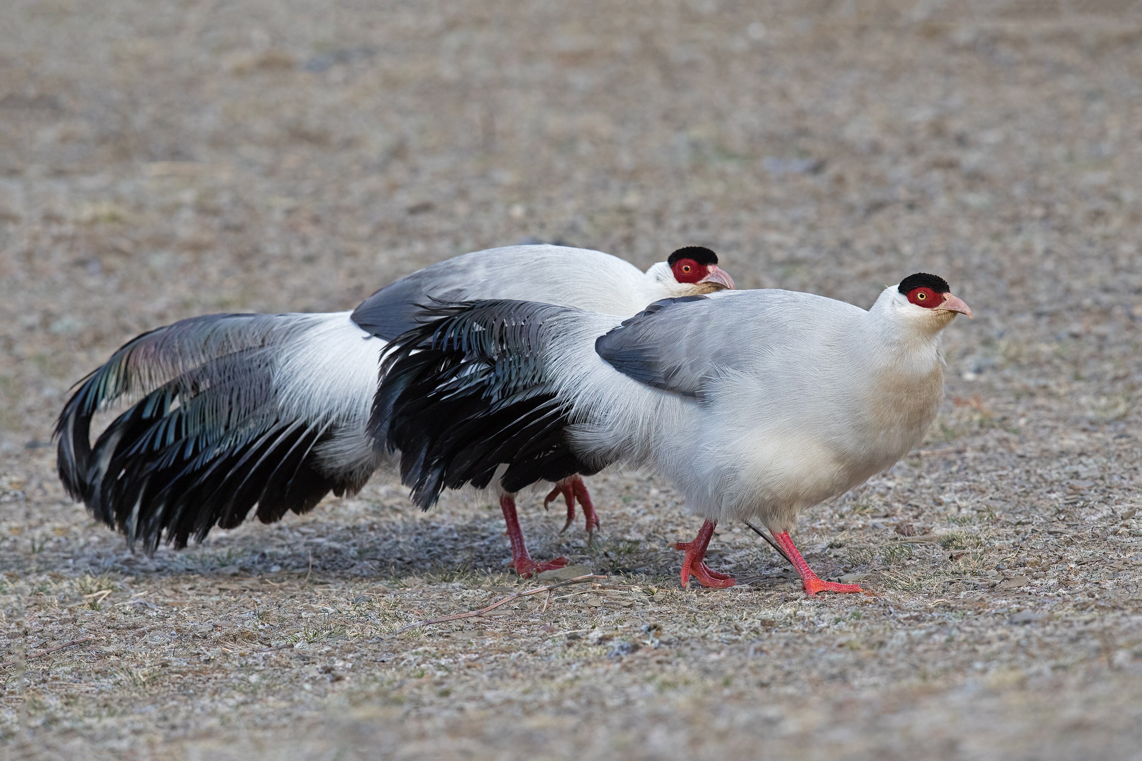 White Eared Pheasant (Crossoptilon crossoptilon)