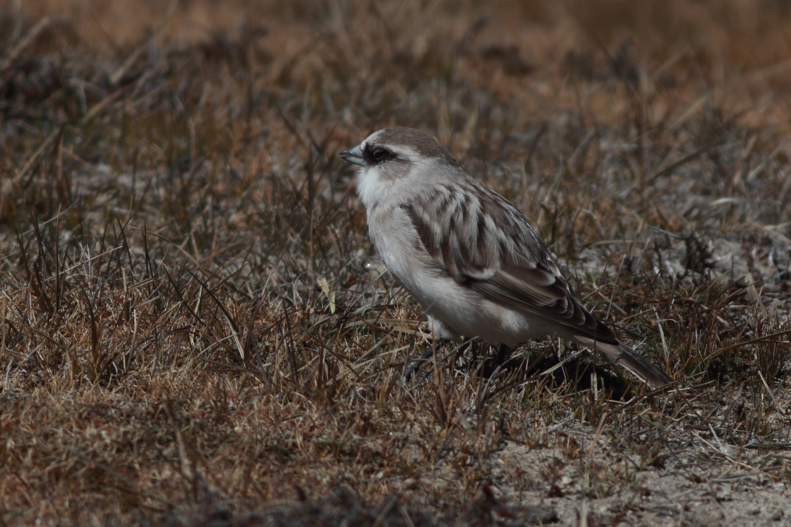 White-rumped Snowfinch (Onychostruthus taczanowskii)