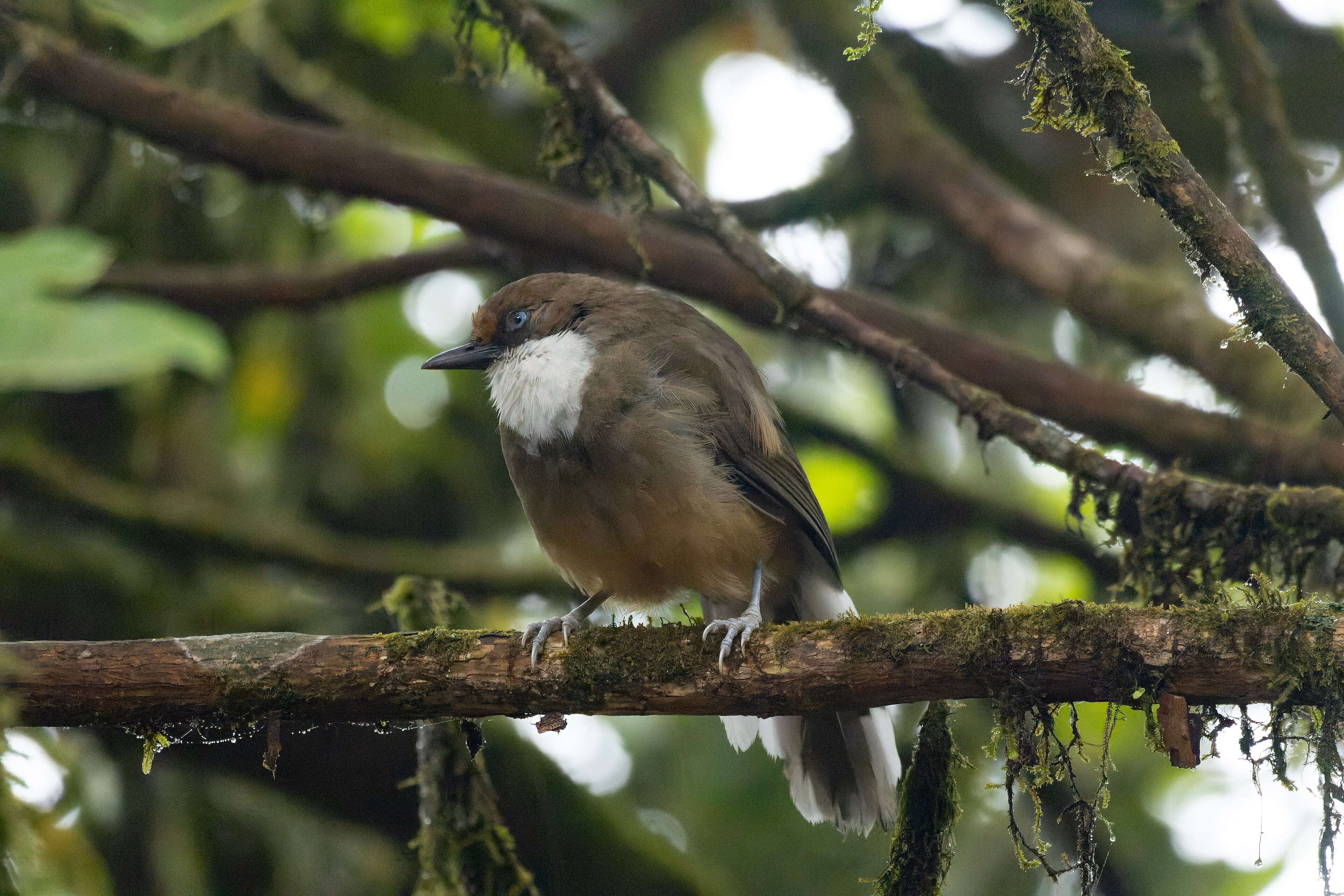 White-throated Laughingthrush (Pterorhinus albogularis)