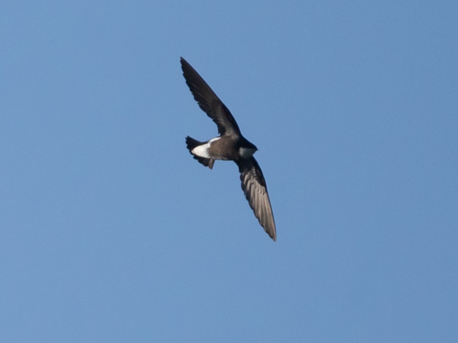 White-throated Needletail (Hirundapus caudacutus)