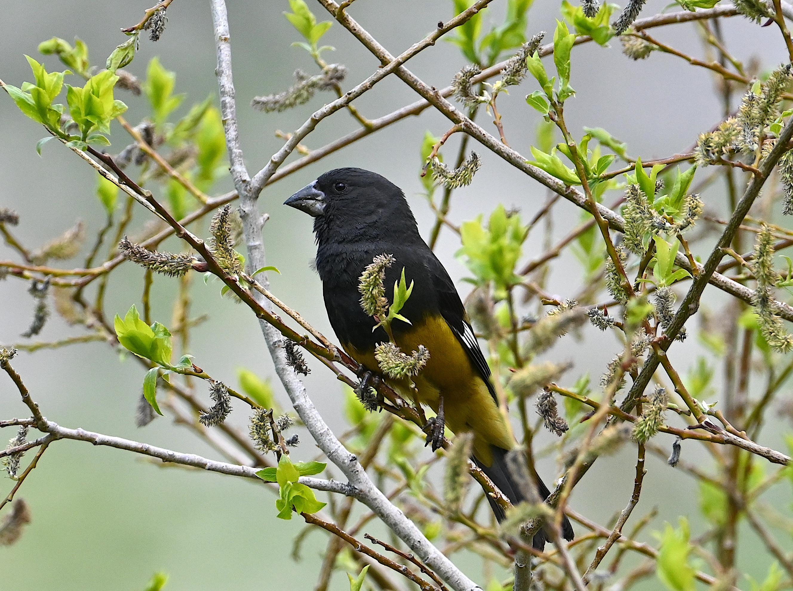 White-winged Grosbeak (Mycerobas carnipes)