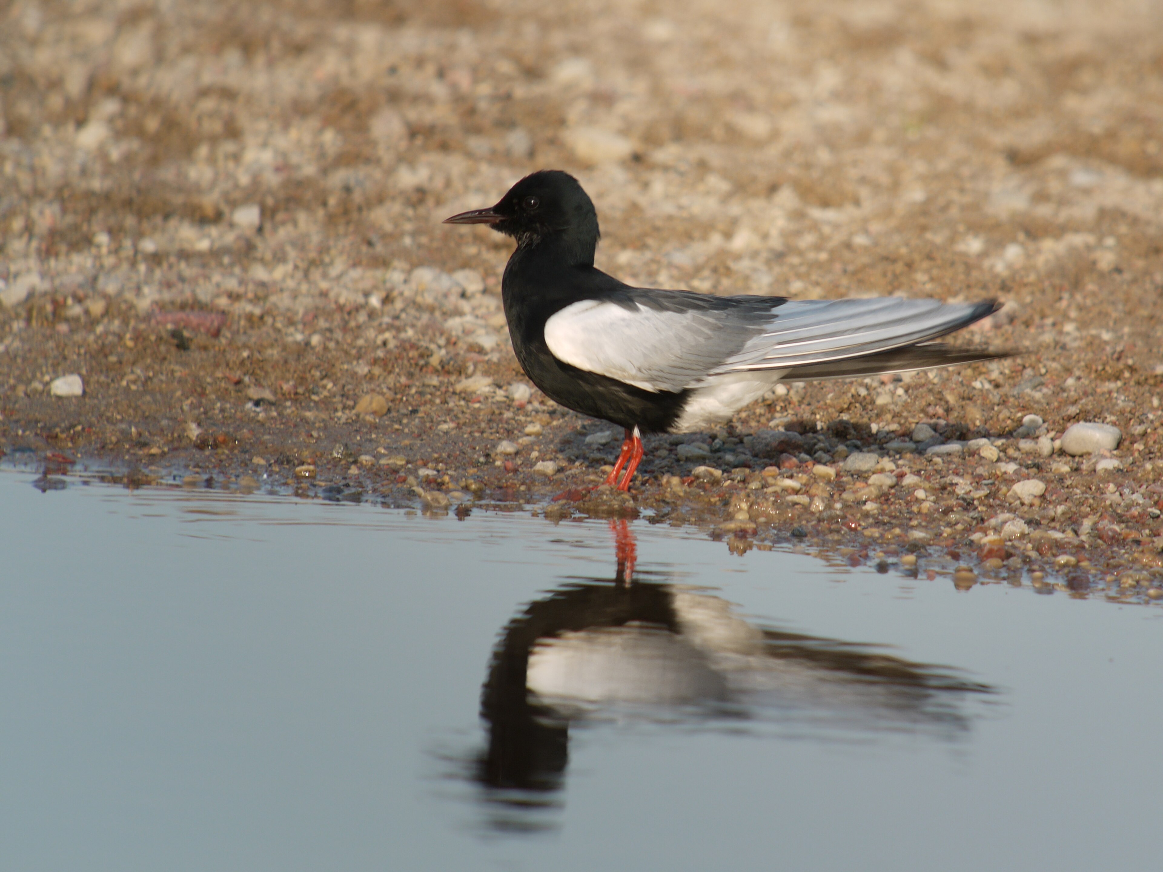 White-winged Tern (Chlidonias leucopterus)