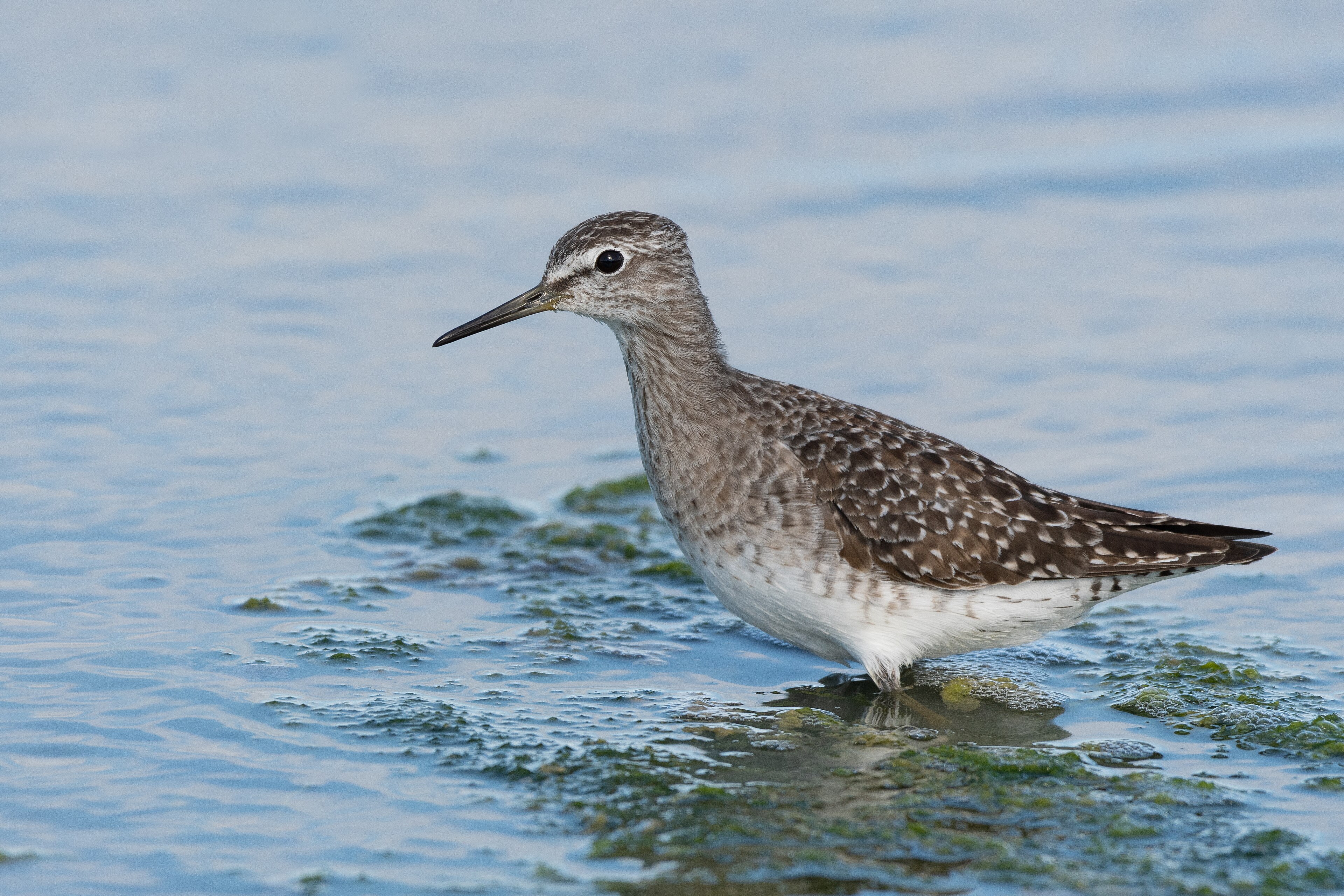 Wood Sandpiper (Tringa glareola)