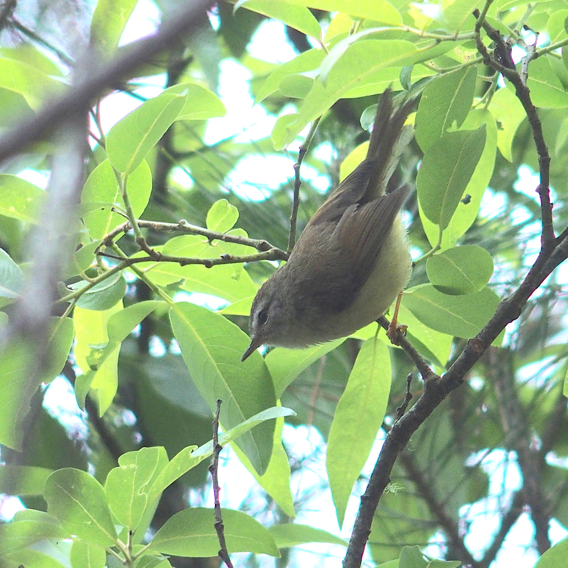 Yellow-bellied Bush Warbler (Horornis acanthizoides)