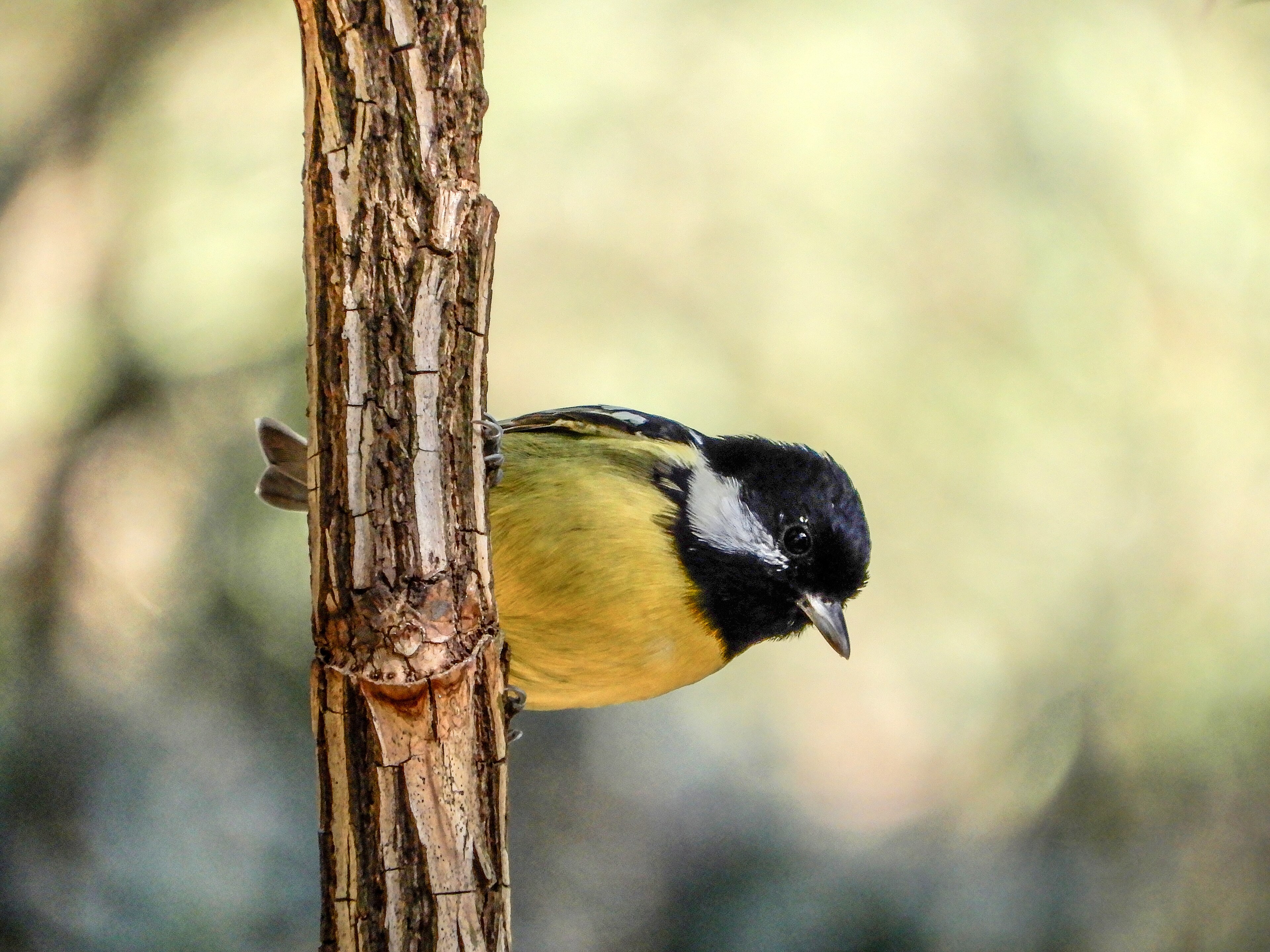 Yellow-bellied Tit (Pardaliparus venustulus)