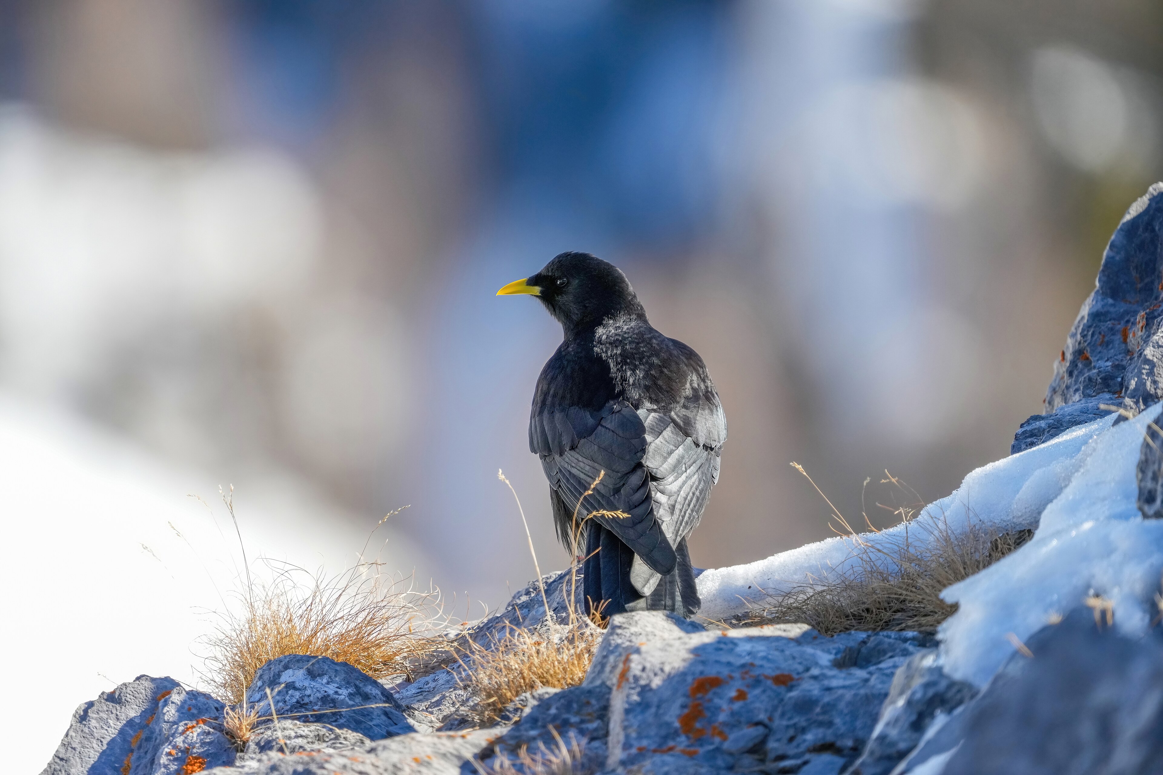 Yellow-billed Chough (Pyrrhocorax graculus)