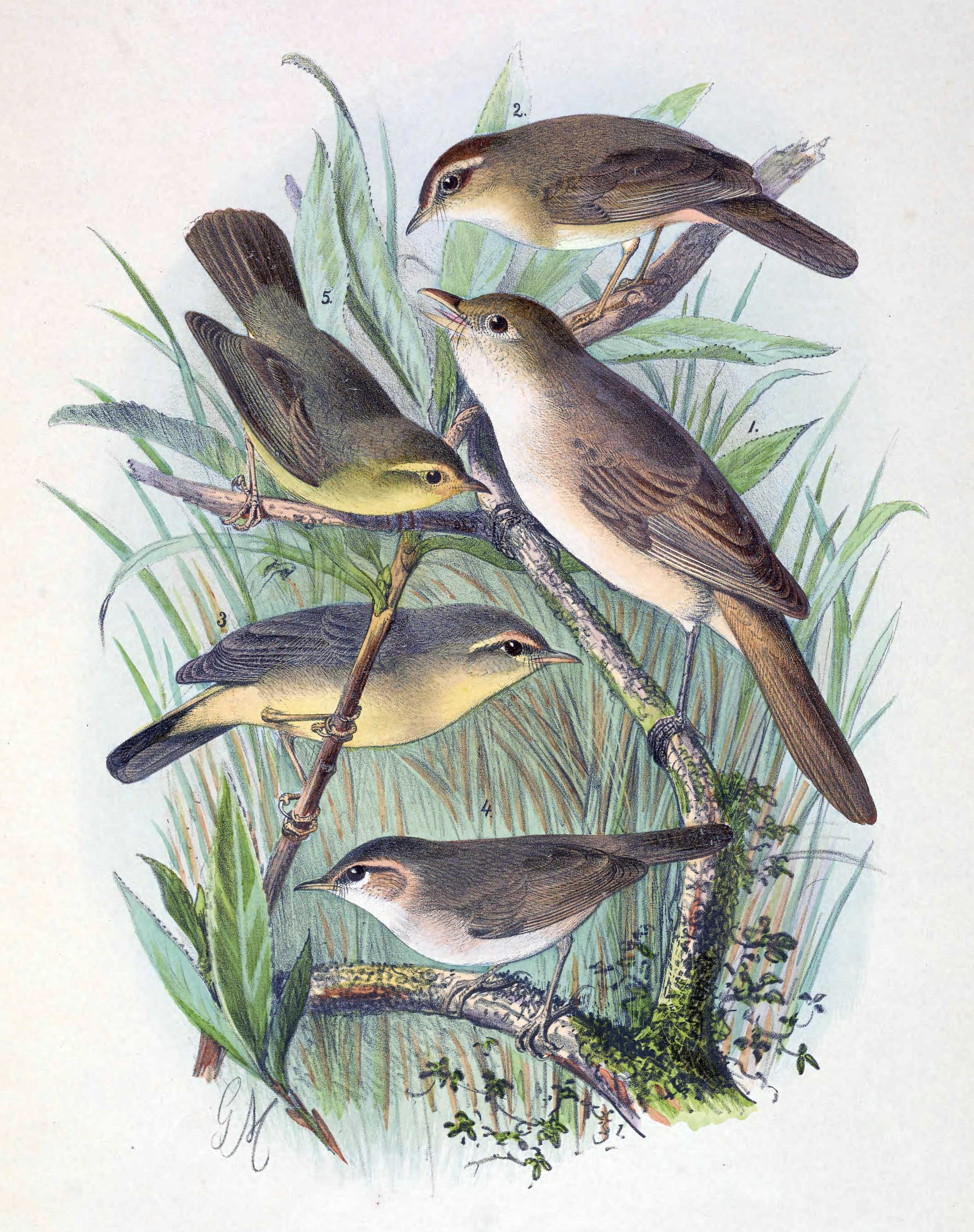 Yellow-streaked Warbler (Phylloscopus armandii)